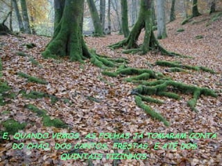 E, QUANDO VEMOS, AS FOLHAS JÁ TOMARAM CONTA DO CHÃO, DOS CANTOS, FRESTAS, E ATÉ DOS QUINTAIS VIZINHOS. 