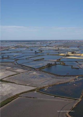 ESTRATÉGIA E PARCERIA   GRUPO DE AÇÃO COSTEIRA DA REGIÃO DE AVEIRO          31




                               Imagem cedida pela POLIS LITORAL RIA DE AVEIRO, S.A.
 