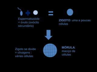 Espermatozóide
                     ZIGOTO: uma a poucas
  + óvulo (ovócito
                     células
  secundário)




                      MÓRULA:
Zigoto se divide
                      maciço de
= clivagens :
                      células
várias células
 