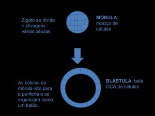 MÓRULA:
 Zigoto se divide
                    maciço de
 = clivagens :
                    células
 várias células




As células da          BLÁSTULA: bola
mórula vão para        OCA de células
a periferia e se
organizam como
um balão.
 