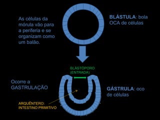 As células da                      BLÁSTULA: bola
  mórula vão para                    OCA de células
  a periferia e se
  organizam como
  um balão.




                        BLÁSTÓPORO
                        (ENTRADA)

Ocorre a
GASTRULAÇÃO                          GÁSTRULA: oco
                                     de células
  ARQUÊNTERO:
  INTESTINO PRIMITIVO
 