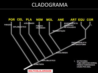 CLADOGRAMA
 