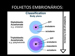 FOLHETOS EMBRIONÁRIOS:
 