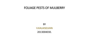 FOLIAGE PESTS OF MULBERRY
BY
V.KALAISELVAN
2013004030.
 