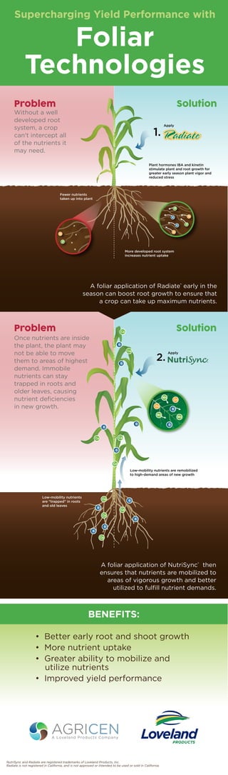 Problem
Problem
Solution
Without a well
developed root
system, a crop
can't intercept all
of the nutrients it
may need.
Once nutrients are inside
the plant, the plant may
not be able to move
them to areas of highest
demand. Immobile
nutrients can stay
trapped in roots and
older leaves, causing
nutrient deﬁciencies
in new growth.
A foliar application of Radiate®
early in the
season can boost root growth to ensure that
a crop can take up maximum nutrients.
Solution
A foliar application of NutriSync®
then
ensures that nutrients are mobilized to
areas of vigorous growth and better
utilized to fulﬁll nutrient demands.
NutriSync and Radiate are registered trademarks of Loveland Products, Inc.
Radiate is not registered in California, and is not approved or intended to be used or sold in California.
• Better early root and shoot growth
• More nutrient uptake
• Greater ability to mobilize and
utilize nutrients
• Improved yield performance
1.
BENEFITS:
More developed root system
increases nutrient uptake
Plant hormones IBA and kinetin
stimulate plant and root growth for
greater early season plant vigor and
reduced stress
Apply
Fewer nutrients
taken up into plant
Apply
2.
Mn
Zn
Zn
Mn
Mn
B
B
Low-mobility nutrients are remobilized
to high-demand areas of new growth
Low-mobility nutrients
are “trapped” in roots
and old leaves
Ca Ca
Ca
Ca
B
B
B
B
Ca
B
Ca
Ca
Ca
Ca
B
B
B
B
B
AGRICENA Loveland Products Company
N
N
P
PP
K
K
N
N
P
P
K
K
Supercharging Yield Performance with
Foliar
Technologies
 