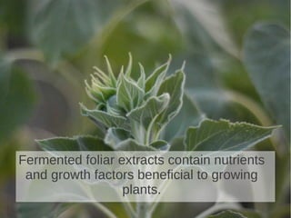 Fermented foliar extracts contain nutrients
and growth factors beneficial to growing
plants.
 