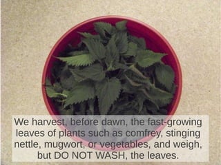 We harvest, before dawn, the fast-growing
leaves of plants such as comfrey, stinging
nettle, mugwort, or vegetables, and weigh,
but DO NOT WASH, the leaves.