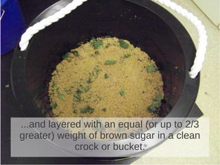 ...and layered with an equal (or up to 2/3
greater) weight of brown sugar in a clean
crock or bucket.