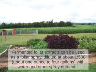 Fermented foliar extracts can be used
as a foliar spray, diluted at about 1:500
(about one ounce to four gallons) with
water and other spray nutrients.