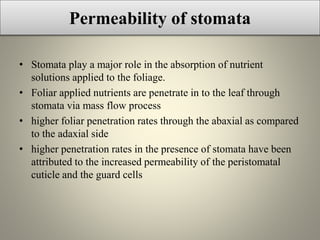 Permeability of stomata
• Stomata play a major role in the absorption of nutrient
solutions applied to the foliage.
• Foliar applied nutrients are penetrate in to the leaf through
stomata via mass flow process
• higher foliar penetration rates through the abaxial as compared
to the adaxial side
• higher penetration rates in the presence of stomata have been
attributed to the increased permeability of the peristomatal
cuticle and the guard cells
 