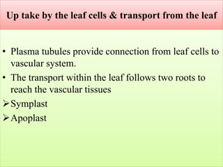 Up take by the leaf cells & transport from the leaf
• Plasma tubules provide connection from leaf cells to
vascular system.
• The transport within the leaf follows two roots to
reach the vascular tissues
Symplast
Apoplast
 