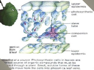SECTION FROM A LEAF
 