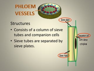 Phloem
Structures
• Consists of a column of sieve
tubes and companion cells
• Sieve tubes are separated by
sieve plates.
 