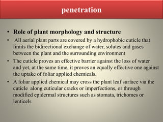 penetration
• Role of plant morphology and structure
• All aerial plant parts are covered by a hydrophobic cuticle that
limits the bidirectional exchange of water, solutes and gases
between the plant and the surrounding environment
• The cuticle proves an effective barrier against the loss of water
and yet, at the same time, it proves an equally effective one against
the uptake of foliar applied chemicals.
• A foliar applied chemical may cross the plant leaf surface via the
cuticle along cuticular cracks or imperfections, or through
modified epidermal structures such as stomata, trichomes or
lenticels
 