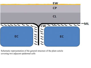 Schematic representation of the general structure of the plant cuticle
covering two adjacent epidermal cells
 