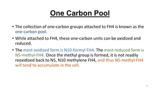 13
One Carbon Pool
• The collection of one-carbon groups attached to FH4 is known as the
one-carbon pool.
• While attached to FH4, these one-carbon units can be oxidized and
reduced.
• The most oxidized form is N10-formyl FH4. The most reduced form is
N5-methyl-FH4. Once the methyl group is formed, it is not readily
reoxidized back to N5, N10 methylene FH4, and thus N5-methyl-FH4
will tend to accumulate in the cell.
 