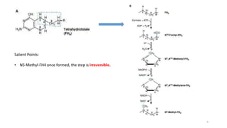 Salient Points:
• N5-Methyl-FH4 once formed, the step is irreversible.
4
 