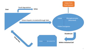 Folate from
food Sources
Folate Monoglutamates
(Absorbed)
Folate Conjugases
Duodenum
Folate N5-methyl FH4
Within Intestinal Cell
Liver
Entero-hepatic circulation(through bile)
Urine
5
Small degradation
 