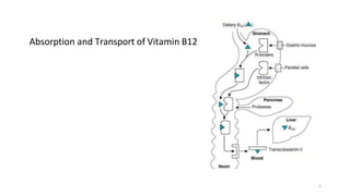 Absorption and Transport of Vitamin B12
7
 