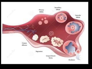 Foliculogenesis