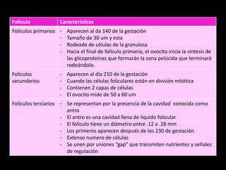 Folículo Características
Folículos primarios - Aparecen al da 140 de la gestación
- Tamaño de 30 um y esta
- Rodeado de células de la granulosa
- Hacia el final de folículo primario, el ovocito inicia la síntesis de
las glicoproteínas que formarán la zona pelúcida que terminará
rodeándolo.
Folículos
secundarios
- Aparecen al día 210 de la gestación
- Cuando las células foliculares están en división mitótica
- Contienen 2 capas de células
- El ovocito mide de 50 a 60 um
Folículos terciarios - Se representan por la presencia de la cavidad conocida como
antro
- El antro es una cavidad llena de liquido folicular
- El folículo tiene un diámetro entre .12 a .28 mm
- Los primeros aparecen después de los 230 de gestación
- Extenso numero de células
- Se unen por uniones “gap” que transmiten nutrientes y señales
de regulación
