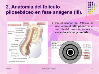 2. Anatomía del folículo pilosebáceo en fase anágena (III). En el interior del folículo se encuentra el  tallo piloso , a su vez dividido en tres espacios:  cutícula, córtex y médula. 18/03/10 Tratamientos Capilares. 