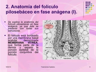 2. Anatomía del folículo pilosebáceo en fase anágena (I). Se explica la anatomía del folículo pilosebáceo en fase anágena, ya que éste se presenta con todas sus estructuras.   El folículo está bordeado por una membrana basal acelular denominada  MEMBRANA VÍTREA , que forma parte de la dermis y separa la porción epitelial de la porción conjuntiva del folículo. 18/03/10 Tratamientos Capilares. 