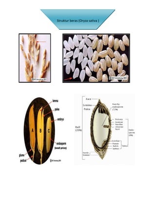 Struktur beras (Oryza sativa )
 