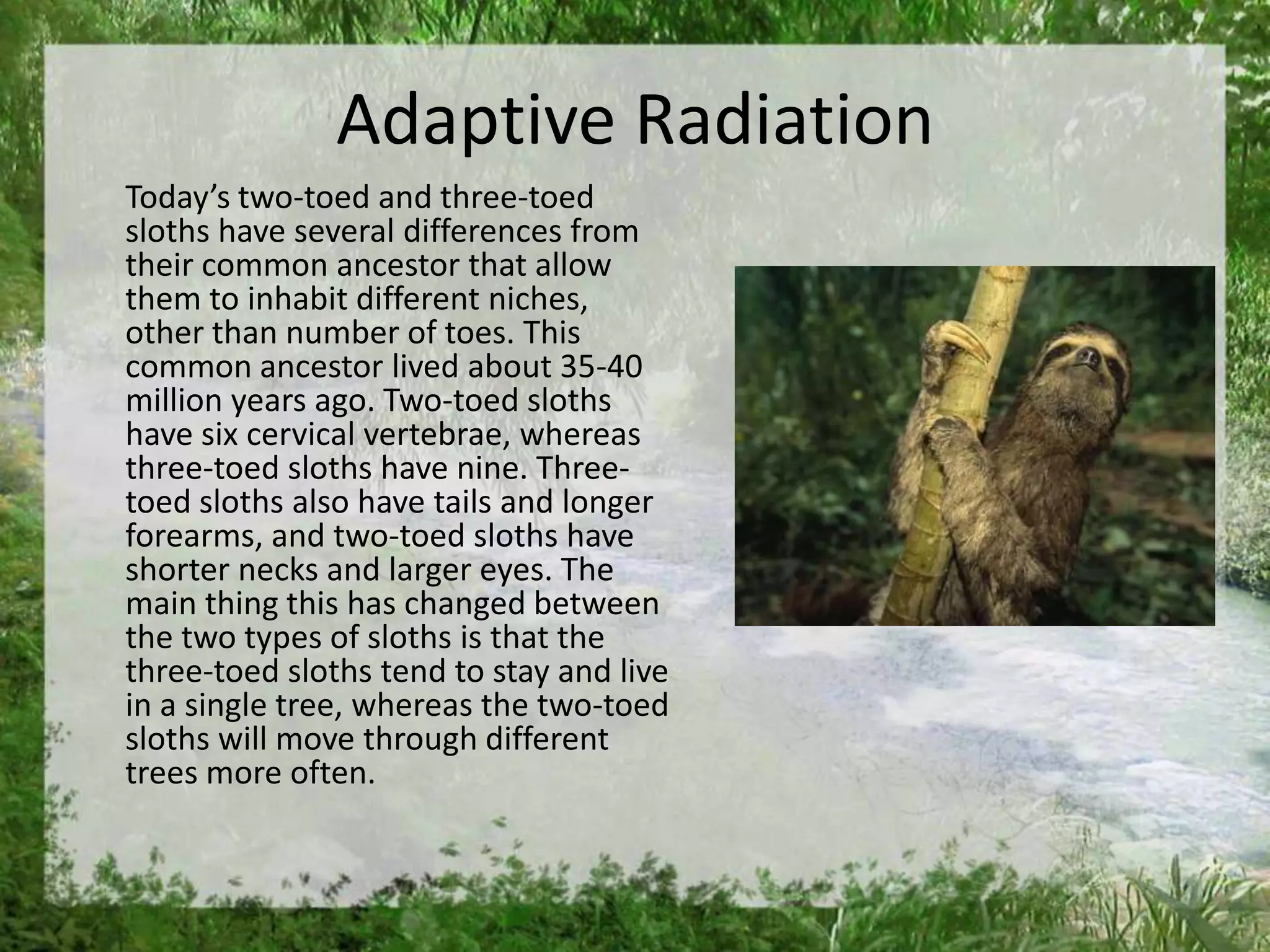 Adaptive Radiation
Today’s two-toed and three-toed
sloths have several differences from
their common ancestor that allow
them to inhabit different niches,
other than number of toes. This
common ancestor lived about 35-40
million years ago. Two-toed sloths
have six cervical vertebrae, whereas
three-toed sloths have nine. Three-
toed sloths also have tails and longer
forearms, and two-toed sloths have
shorter necks and larger eyes. The
main thing this has changed between
the two types of sloths is that the
three-toed sloths tend to stay and live
in a single tree, whereas the two-toed
sloths will move through different
trees more often.
 
