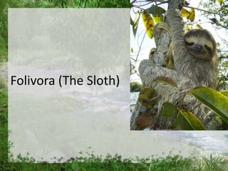 Folivora (The Sloth)
 