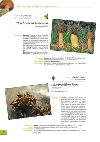 lista roja de hongos a proteger de la península ibérica
     Orden: Pezizales
     Familia: Morchellaceae


       Ptychoverpa bohemica
                                         (Krombholz) Boud.




     Macroscopía: Sombrero: Recuerda al de las colmenillas
                  (Morchella), de 6-15 cm de altura, en forma
                  de dedal o acampanado, con costillas longi-
                  tudinales y transversales prominentes, de
                  color pardo ocráceo o pardo rojizo, con las
                  costillas más oscuras.
                  Pie: Blanquecino crema, a menudo con ban-
                  das en zigzag floconosas, hueco en ejempla-
                  res maduros, soldado al sombrero en el
                  ápice.
                  Carne: De consistencia frágil, un poco tenaz.
                  Olor y sabor no agradables, espermáticos.


                                         Microscopía:    Ascósporas: Cilíndrico elipsoidales, de 60-90 x 15-18 µm, hialinas, lisas.
                                              Hábitat:   En bosques de planifolios de ribera. En primavera. Muy rara.
                                       Comestibilidad:   Comestible previa cocción.
                                       Observaciones:    Confusiones posibles con Mitrophora semilibera que tiene el pie soldado
                                                         con el sombrero en dos tercios de su longitud.




                                                                                                 Orden: Exobasidiales
                                                                                                       Familia: Exobasidiaceae


                                                                     Laurobasidium lauri
                                                                     (Geyler) Jülich
                                                                     Sin.: Clavaria lauri Brot.: Fr.



                                                                      Macroscopía: Carpóforo: Ramificado, clavariforme, que
                                                                                   recuerda un amasijo de cuernos de ciervo.
                                                                                   Cada ramificación mide entre 5-11 cm de
                                                                                   largo por 1-1,5 cm de ancho. Las fructifica-
                                                                                   ciones jóvenes se parecen agallas produci-
                                                                                   das por algunos insectos; son poco esbel-
                                                                                   tas, con el ápice redondeado, de color ver-
                                                                                   doso y están cubiertas irregularmente de
                                                                                   granulaciones de color pardo-rojizo. Al reali-
                                                                                   zar un corte longitudinal se puede apreciar
                                                                                   que la parte interna es de color verde. Las
                                                                                   fructificaciones maduras tienen aspecto
                                                                                   pruinoso o aterciopelado y el ápice es de
                                                                                   color ocre-amarillento. Se seca en su propio
                                                                                   hábitat y toma una coloración pardo-fuligi-
                                                                                   nosa.
                      Microscopía:    Esporas: Hialinas, lisas, no amiloides, muy irregulares, tabicadas, de 15-20 x 4-6 µm.
                           Hábitat:   Especie rara a proteger que parasita el laurel: Laurus nobilis y Laurus azorica.
                    Comestibilidad:   Sin interés culinario.
                    Observaciones:    Se trata de un Phragmobasidiomyceto (basidios tabicados) saprófito exclusivo de los tron-
10                                    cos de laurel.
 