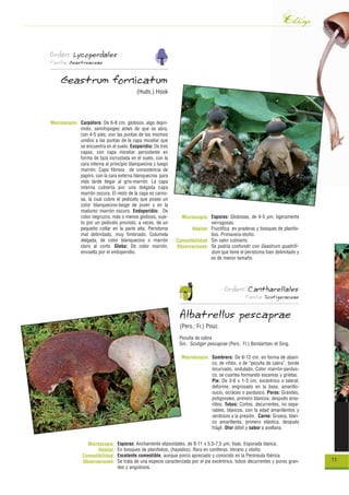 Catálogo
Orden: Lycoperdales
Familia: Geastreaceae


     Geastrum fornicatum
                                          (Huds.) Hook




Macroscopía: Carpóforo: De 6-8 cm, globoso, algo depri-
             mido, semihipogeo antes de que se abra,
             con 4-5 pies, con las puntas de los mismos
             unidos a las puntas de la capa miceliar que
             se encuentra en el suelo. Exoperidio: De tres
             capas, con capa miceliar persistente en
             forma de taza incrustada en el suelo, con la
             cara interna al principio blanquecina y luego
             marrón. Capa fibrosa de consistencia de
             papiro, con la cara externa blanquecina para
             más tarde llegar al gris-marrón. La capa
             interna cubierta por una delgada capa
             marrón oscura. El resto de la capa es carno-
             sa, la cual cubre el pedicelo que posee un
             color blanquecino-beige de joven y en la
             madurez marrón oscuro. Endoperidio: De
             color negruzco, más o menos globoso, suje-         Microscopía: Esporas: Globosas, de 4-5 µm, ligeramente
             to por un pedicelo provisto, a veces, de un                      verrugosas.
             pequeño collar en la parte alta. Peristoma              Hábitat: Fructifica en praderas y bosques de planifo-
             mal delimitado, muy fimbriado. Columela                          lios. Primavera-otoño.
             delgada, de color blanquecino o marrón           Comestibilidad: Sin valor culinario.
             claro al corte. Gleba: De color marrón,          Observaciones: Se podría confundir con Geastrum quadrifi-
             envuelta por el endoperidio.                                     dum que tiene el peristoma bien delimitado y
                                                                              es de menor tamaño.




                                                                                       Orden: Cantharellales
                                                                                                  Familia: Scutigeraceae


                                                                Albatrellus pescaprae
                                                                (Pers.: Fr.) Pouz.
                                                                Pezuña de cabra
                                                                Sin.: Scutiger pescaprae (Pers.: Fr.) Bondartsev et Sing.

                                                                 Macroscopía: Sombrero: De 6-12 cm, en forma de abani-
                                                                              co, de riñón, o de “pezuña de cabra”, borde
                                                                              incurvado, ondulado. Color marrón-pardus-
                                                                              co, se cuartea formando escamas y grietas.
                                                                              Pie: De 3-6 x 1-3 cm, excéntrico o lateral,
                                                                              deforme, engrosado en la base, amarillo-
                                                                              sucio, ocráceo o pardusco. Poros: Grandes,
                                                                              poligonales, primero blancos, después ama-
                                                                              rillos. Tubos: Cortos, decurrentes, no sepa-
                                                                              rables, blancos, con la edad amarillentos y
                                                                              verdosos a la presión. Carne: Gruesa, blan-
                                                                              co amarillenta, primero elástica, después
                                                                              frágil. Olor débil y sabor a avellana.


                 Microscopía:    Esporas: Anchamente elipsoidales, de 8-11 x 5,5-7,5 µm, lisas. Esporada blanca.
                      Hábitat:   En bosques de planifolios, (hayedos). Rara en coníferas. Verano y otoño.
               Comestibilidad:   Excelente comestible, aunque porco apreciado y conocido en la Península Ibérica.
               Observaciones:    Se trata de una especie caracterizada por el pie excéntrico, tubos decurrentes y poros gran-   11
                                 des y angulosos.
 