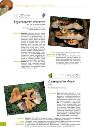 lista roja de hongos a proteger de la península ibérica
     Orden: Polyporales
     Familia: Polyporaceae


     Buglossoporus quercinus
                             (Fr.) Kotl. & Pouzar, in Corner
                     Sin.: Buglossoporus pulvinus (Pers.) Donk
                                Piptoporus quercinus (Fr.) Pilat

     Macroscopía: Carpóforo: Imbricado, raramente aislado,
                  dimidiado, adherido lateralmente al sustrato,
                  sésil, de 10-25 cm de diámetro y hasta 7 cm
                  de grosor. Cutícula piléica suavemente
                  tomentosa al principio, debido a las termina-
                  ciones de las hifas generativas pero que des-
                  aparecen en ejemplares viejos. El color es
                  amarillento ámbar, en estado joven, para
                  pasar después a pardo oscuro con la edad.
                  Margen obtuso, de color blanco al principio y
                  amarillento después. Poros: Gregarios, de
                  alrededor de 0,4 mm de diámetro, redondos o
                  poligonales, blancos que cambian a crema
                                                                       Hábitat: Fructifica sobre madera de Quercus en verano.
                  con la edad o por rozamiento. Tubos: Blancos
                                                                Comestibilidad: Sin valor culinario
                  en ejemplares jóvenes, que pasan a color
                                                                Observaciones: Se podría confundir con B. heritierae Corner,
                  crema al envejecer, cortos. Carne: Blanca,                    que tiene los poros blancos y se separan con
                  blanda, de consistencia suberosa al secar,                    facilidad, esporas subglobosas, carpóforos esti-
                  compacta, homogénea. Olor a pan tostado.                      pitados y hábitat terrícola. Con B. marmoratus
     Microscopía: Esporas: De 6-10 x 2-3 µm, lisas, hialinas,
                                                                                con carpóforos sésiles, esporas ovoideas a
                  fusiformes, rectas o ligeramente curvadas,                    amigdaliformes y carne con zonas venosas.
                  alantoides. Basidios no observados. Hifas:
                  Sistema dimítico, hifas generativas fibuladas
                  e hifas envolventes sin fíbulas.




                                                                                           Orden: Cantharellales
                                                                                                   Familia: Cantharellaceae


                                                                     Cantharellus friesii
                                                                     Quélet
                                                                     Sin.: Cantharellus miniatus Fayod


                                                                      Macroscopía: Sombrero: Irregular, de hasta 3 cm de diá-
                                                                                   metro, de joven convexo-aplanado, pero
                                                                                   enseguida va haciéndose infundibuliforme.
                                                                                   Cutícula: Lisa o finamente furfurácea, de un
                                                                                   bello color naranja albaricoque, con el mar-
                                                                                   gen sinuoso e irregular, no muy involuto.
                                                                                   Pie: De 1-3 x 0,3-0,6 cm, cilíndrico, lleno,
                                                                                   aunque algunos ejemplares adultos tiene
                                                                                   tendencia a estar hueco, de color concoloro
                                                                                   con el sombrero. Forma Himenio: Con plie-
                                                                                   gues intervenados, un poco decurrentes, de
                                                                                   color amarillo anaranjado, con tonos más o
                                                                                   menos asalmonados. Carne: Escasa, de
                                                                                   color blanquecina o amarillenta, fibrosa.
                                                                                   Olor agradable y sabor un poco picante.

          Microscopía: Esporas: De 8-10 x 4-5 µm, hialinas, de elípticas a ovaladas, con gútulas o granulaciones. Basidios:
                        Estrechos, que pueden presentar hasta cinco esterigmas. Hifas: Sistema monomítico.
               Hábitat: Fructifica bajo hayedos, en los bordes de camino, en tierra desnuda. Época: Verano y principios de otoño.
12      Comestibilidad: Comestible, aunque recomendamos su no recogida debido a su rareza y escasez.
        Observaciones: Se podría confundir con Cantharellus cibarius de mayor tamaño y su color es más claramente amarillo.
                        También con Hygrophoropsis aurantiaca que fructifica bajo coníferas y además tiene láminas.
 