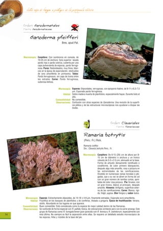 lista roja de hongos a proteger de la península ibérica
     Orden: Ganodermatales
     Familia: Ganodermataceae


            Ganoderma pfeifferi
                                              Bres. apud Pat.




     Macroscopía: Carpóforo: Con sombreros en consola, de
                  10-25 cm de anchura. Cara superior lacada
                  pardo roja o pardo cobriza, cubierta por una
                  capa pulverulenta de esporas, pardo ferrugi-
                  nosa. Poros: Redondeados, muy finos, blan-
                  cos en la época de esporulación, obstruidos
                  de cera amarillenta en primavera. Tubos:
                  Pardo ferruginosos, sin capa de trama entre
                  los estratos. Carne: Pardo ferruginosa,
                  suberosa-leñosa.

                                          Microscopía: Esporas: Elipsoidales, verrugosas, con episporio hialino, de 9-11 x 6,5-7,5
                                                        µm. Esporada pardo ferruginosa.
                                               Hábitat: Sobre madera muerta de planifolios, especialmente hayas. Durante todo el
                                                        año.
                                        Comestibilidad: No comestible.
                                        Observaciones: Confusión con otras especies de Ganoderma. Una revisión de la superfi-
                                                        cie piléica y de las estructuras microscópicas nos ayudaran a disipar las
                                                        dudas.




                                                                                                     Orden: Clavariales
                                                                                                          Familia: Ramariaceae


                                                                      Ramaria botrytis
                                                                      (Pers.: Fr.) Rick.
                                                                     Ramaria coliflor
                                                                     Sin.: Clavaria botrytis Pers.: Fr.

                                                                     Macroscopía: Carpóforo: De 6-15 (20) cm de altura por 8-
                                                                                  15 cm de diámetro o anchura y un tronco
                                                                                  robusto de 3-5 x 2-5 cm, atenuado en la base.
                                                                                  Forma de arbusto densamente ramificado o
                                                                                  coraliforme, de color primero blanquecino,
                                                                                  después algo más amarillo, rosa o púrpura en
                                                                                  las extremidades de las ramificaciones.
                                                                                  Dividido en numerosas ramas torcidas o ple-
                                                                                  gadas, que a su vez se abren en forma de col
                                                                                  con un gran número de ramitas cortas, apre-
                                                                                  tadas de color rosa púrpura. Pie: Grueso, con
                                                                                  un gran tronco, blanco al principio, después
                                                                                  amarillo. Himenio: Anfígeno, superficie exter-
                                                                                  na de las ramificaciones. Carne: Blanca, rígi-
                                                                                  da, frágil, jugosa. Olor fúngico y sabor dulce.

       Microscopía: Esporas: Estrechamente elipsoides, de 14-18 x 4-8 µm, finamente estriadas. Esporada ocre amarillenta.
            Hábitat: Fructifica en los bosques de planifolios y de coníferas. Aislada a gregaria. Época de fructificación: Verano,
                     otoño. Abundante en los lugares en que aparece.
     Comestibilidad: Buen comestible. Está considerada como la especie de mejor calidad dentro de las Ramarias.
     Observaciones: Se confunde de forma especial con R. pallida, tóxica, de coloraciones similares pero con la carne amarga. Este
                     grupo de Ramarias como R. fumigata tienen gran parecido con R. fennica y R. cedretorum, especialmente con
14                   esta última. No siempre es fácil la separación entre ellas. Se requiere un detallado estudio microscópico de
                     las esporas, hifas y rizoides de la base del pie.
 