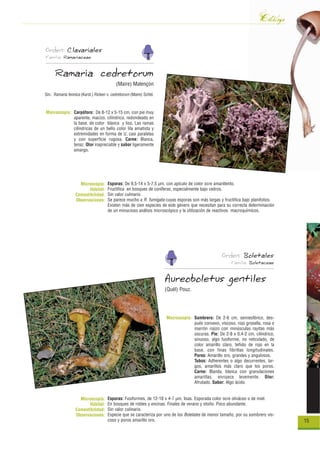 Catálogo
Orden: Clavariales
Familia: Ramariaceae


      Ramaria cedretorum
                                           (Maire) Malençon
Sin.: Ramaria fennica (Karst.) Ricken v. cedretorum (Maire) Schld.



Macroscopía: Carpóforo: De 8-12 x 5-15 cm, con pie muy
             aparente, macizo, cilíndrico, redondeado en
             la base, de color blanco y liso. Las ramas
             cilíndricas de un bello color lila amatista y
             extremidades en forma de U, casi paralelas
             y con superficie rugosa. Carne: Blanca,
             tenaz. Olor inapreciable y sabor ligeramente
             amargo.




                    Microscopía:      Esporas: De 9,5-14 x 5-7,5 µm, con apículo de color ocre amarillento.
                         Hábitat:     Fructifica en bosques de coníferas, especialmente bajo cedros.
                  Comestibilidad:     Sin valor culinario.
                  Observaciones:      Se parece mucho a R. fumigata cuyas esporas son más largas y fructifica bajo planifolios.
                                      Existen más de cien especies de este género que necesitan para su correcta determinación
                                      de un minucioso análisis microscópico y la utilización de reactivos macroquímicos.




                                                                                                   Orden: Boletales
                                                                                                        Familia: Boletaceae


                                                                     Aureoboletus gentiles
                                                                     (Quél) Pouz.




                                                                     Macroscopía: Sombrero: De 2-6 cm, semiesférico, des-
                                                                                  pués convexo, viscoso, rojo grosella, rosa o
                                                                                  marrón rojizo con minúsculas rayitas más
                                                                                  oscuras. Pie: De 2-8 x 0,4-2 cm, cilíndrico,
                                                                                  sinuoso, algo fusiforme, no reticulado, de
                                                                                  color amarillo claro, teñido de rojo en la
                                                                                  base, con finas fibrillas longitudinales.
                                                                                  Poros: Amarillo oro, grandes y angulosos.
                                                                                  Tubos: Adherentes o algo decurrentes, lar-
                                                                                  gos, amarillos más claro que los poros.
                                                                                  Carne: Blanda, blanca con granulaciones
                                                                                  amarillas, enrojece levemente. Olor:
                                                                                  Afrutado. Sabor: Algo ácido.


                    Microscopía:      Esporas: Fusiformes, de 12-18 x 4-7 µm, lisas. Esporada color ocre oliváceo o de miel.
                         Hábitat:     En bosques de robles y encinas. Finales de verano y otoño. Poco abundante.
                  Comestibilidad:     Sin valor culinario.
                  Observaciones:      Especie que se caracteriza por uno de los Boletales de menor tamaño, por su sombrero vis-
                                      coso y poros amarillo oro.                                                                  15
 