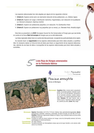 Catálogo
  Las especies seleccionadas han sido elegidas por alguno de los siguientes criterios:
  1. Criterio A. Especie común pero con alarmante reducción de las poblaciones. p.e. Boletus regius.
  2. Criterio B. Especie con rango o distribución restrictiva, fragmentada y con reducción en la población.
     p.e Hericium erinaceum, Coprinus martinii.
  3. Criterio C. Especie con poblaciones pequeñas y en reducción. P.e Cantharellus friesii.
  4. Criterio D. Especie con poblaciones muy pequeñas (por su rareza), p.e. Beenakia fricta, Amanita singeri.


   Esta lista se presentará a la ECCF (European Council for the Conservation of Fungi) para que sea tenida
en cuenta en la futura Red List europea de hongos que ya se está elaborando.
  Las listas regionales deben tener en cuenta esta lista peninsular, recogiendo las particularidades de la región.
   Se necesita hacer un seguimiento de las especies seleccionadas para tener datos actuales y cuantifica-
bles. Es necesario realizar un ficha de toma de datos para hacer un seguimiento de las especies selecciona-
das, además de una base de datos e iconografías de las especies seleccionadas para tener datos actuales y
accesibles.




                      5                Lista Roja de Hongos amenazados
                                       en la Península Ibérica


                                                                                              Orden: Pezizales
                                                                                                    Familia: Pezizaceae


                                                               Peziza ammophila
                                                               Durieu & Montagne




                                                                Macroscopía: Carpóforo: Más o menos sésil o pseudoesti-
                                                                             pitado, al principio globoso, después cupuli-
                                                                             forme, de 1-5 cm de diámetro, semienterra-
                                                                             do en sustratos arenosos, cuando madura,
                                                                             casi plano y con aspecto ligeramente estre-
                                                                             llado. Himenio: De color marrón más o
                                                                             menos oscuro. Superficie externa más páli-
                                                                             da, cubierta de arena. Carne: Muy frágil.




               Microscopía: Esporas: Elipsoidales, de 14-16 x 7,5-9 µm, hialinas, lisas, generalmente bigutuladas. Ascos:
                             Octospóricos, amiloides, cilíndricos, uniseriados, de ápice truncado, de 120-190 x 8-12 µm.
                             Paráfisis: Cilíndricas, ligeramente infladas en el ápice y cuyo contenido interno se torna verde
                             intenso con el lugol.
                    Hábitat: Fructifica en arena de dunas costeras con musgo, cerca de Ammophila arenaria, de forma
                             semihipogea en invierno-primavera.
             Comestibilidad: Sin valor culinario.
             Observaciones: Se podría confundir con Sarcosphaera crassa, que es de mayor tamaño y con colores violá-            9
                             ceos en su himenio.
 
