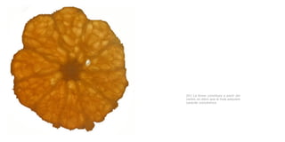 [01] La forma constituye a partir del
centro, es decir, que la fruta adquiere
caracter concéntrico.
 