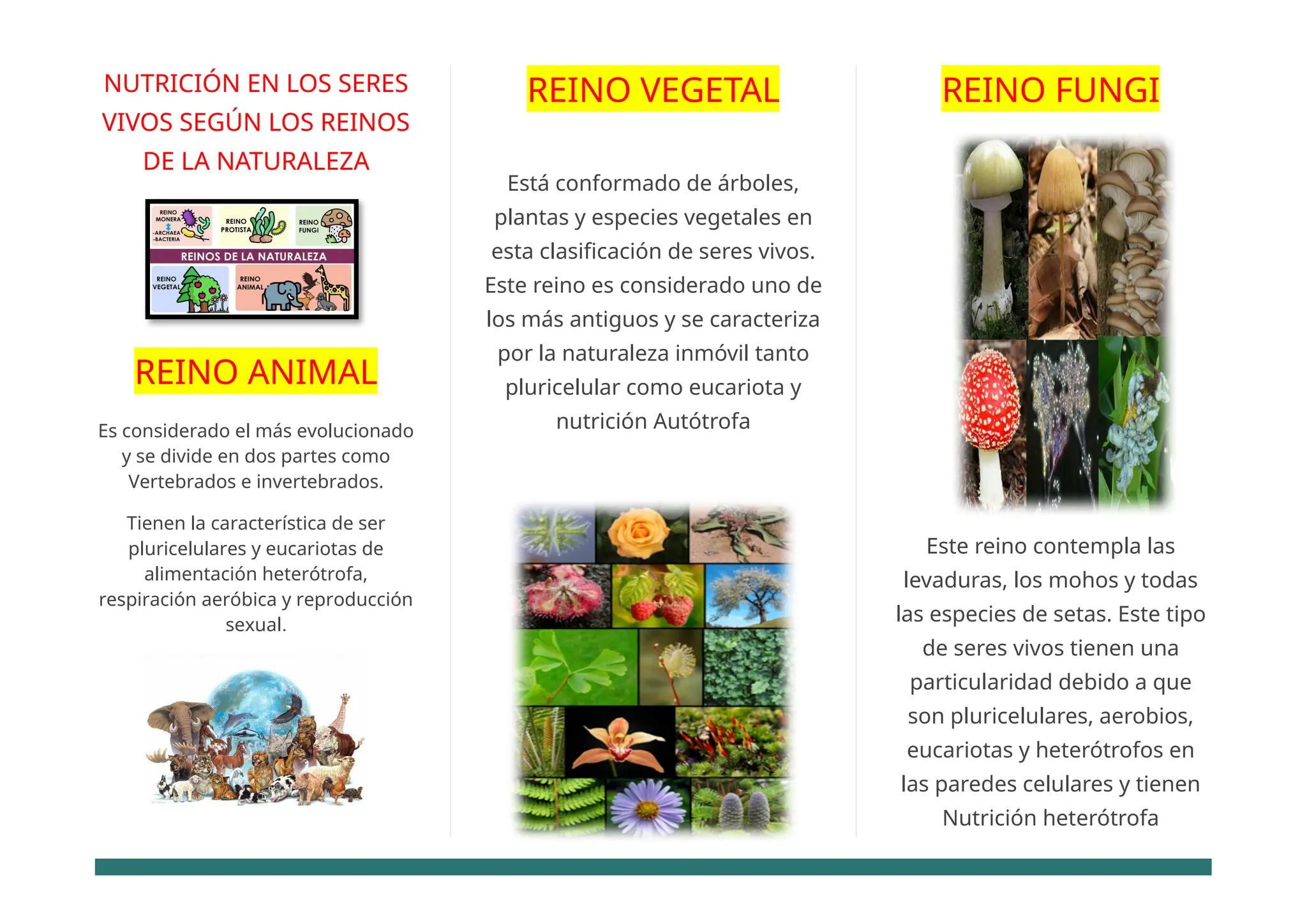 FOLLETO CIENCIA KARLA NUTRICION EN LOS SERES VIVOS.docx