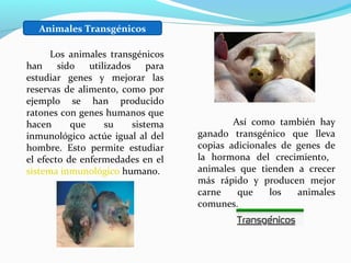 Los animales transgénicos
han sido utilizados para
estudiar genes y mejorar las
reservas de alimento, como por
ejemplo se han producido
ratones con genes humanos que
hacen que su sistema
inmunológico actúe igual al del
hombre. Esto permite estudiar
el efecto de enfermedades en el
sistema inmunológico humano.
Así como también hay
ganado transgénico que lleva
copias adicionales de genes de
la hormona del crecimiento,
animales que tienden a crecer
más rápido y producen mejor
carne que los animales
comunes.
Animales Transgénicos
 