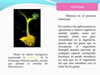 Planta de tabaco transgénica
expresando la luciferasa de la
luciérnaga Photinus pyralis, enzima
que permite la emisión de
fluorescencia.
Mejoras en el proceso
industrial.
En cuanto a las aplicaciones en
agronomía y mejora vegetal en
sentido amplio, como por
ejemplo: existe una gran
versatilidad en la ingeniería,
puesto que los genes que se
incorporan al organismo
huésped pueden provenir de
cualquier especie, incluyendo
bacterias, se puede introducir
un solo gen en el organismo
sin que esto interfiera con el
resto de los genes.
VENTAJAS
 