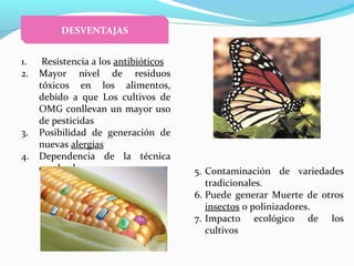1. Resistencia a los antibióticos
2. Mayor nivel de residuos
tóxicos en los alimentos,
debido a que Los cultivos de
OMG conllevan un mayor uso
de pesticidas
3. Posibilidad de generación de
nuevas alergias
4. Dependencia de la técnica
empleada 5. Contaminación de variedades
tradicionales.
6. Puede generar Muerte de otros
insectos o polinizadores.
7. Impacto ecológico de los
cultivos
DESVENTAJAS
 