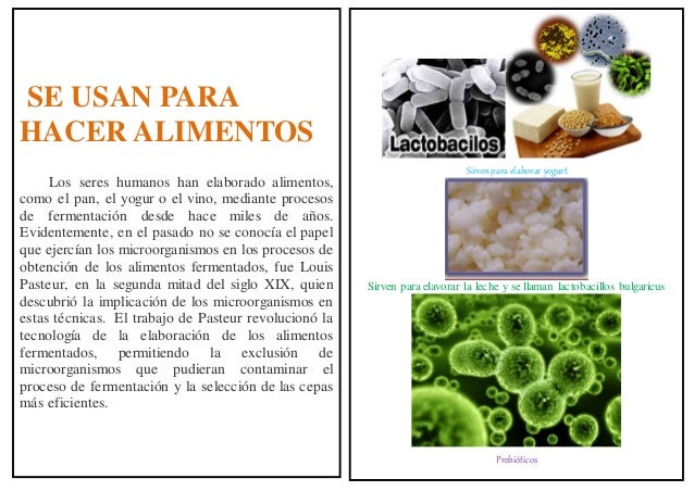 Cuales Son Los Beneficios De Los Microorganismos Estos Beneficios Images