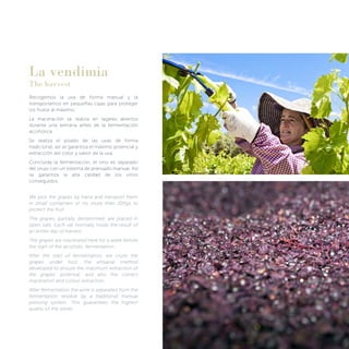 La vendimia
The harvest
Recogemos la uva de forma manual y la
transportamos en pequeñas cajas para proteger
los frutos al máximo.
La maceración se realiza en lagares abiertos
durante una semana antes de la fermentación
alcohólica.
Se realiza el pisado de las uvas de forma
tradicional, así se garantiza el máximo potencial y
extracción del color y sabor de la uva.
Concluida la fermentación, el vino es separado
del orujo con un sistema de prensado manual. Así
se garantiza la alta calidad de los vinos
conseguidos.
We pick the grapes by hand and transport them
in small containers of no more than 20Kgs to
protect the fruit.
The grapes, partially destemmed, are placed in
open vats. Each vat normally holds the result of
an entire day of harvest.
The grapes are macerated here for a week before
the start of the alcoholic fermentation.
After the start of fermentation, we crush the
grapes under foot; the artisanal method
developed to ensure the maximum extraction of
the grapes’ potential, and also the correct
maceration and colour extraction.
After fermentation the wine is separated from the
fermentation residue by a traditional manual
pressing system. This guarantees the highest
quality of the wines.
 