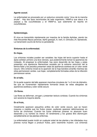 Agente causal.

La enfermedad es provocada por un potyvirus conocido como “virus de la mancha
anular”. Hay dos tipos reconocidos de este organismo, VMAP-p que ataca a la
papaya y las cucurbitáceas y el VMAP-w, que solamente se reporta en
cucurbitáceas.



Epidemiología.

El virus es transmitido rápidamente por insectos de la familia Aphidae, siendo los
más frecuentes Myzus persicae, Aphis gossypii, A. nerii, A. Citrícola y A. Spiraecola.
La transmisión ocurre de forma no persistente.


Síntomas de la enfermedad.

En Hojas.

Los síntomas iniciales pueden ser variables: las hojas del tercio superior hasta el
ápice exhiben primero una leve clorosis, que posteriormente toman la apariencia de
moteado. Al progresar la enfermedad, hay poco desarrollo de las hojas y estas
presentan una apariencia filamentosa causada por la extrema reducción del la
lámina foliar y los peciolos presentan vetas de apariencia aceitosa de un color verde
oscuro. Otro síntoma inicial es la aparición de la hoja bandera amarilla mientras las
otras permanecen verdes. Las hojas completamente formadas antes de la infección
permanecen sanas

En el tallo.

En la parte superior del tallo aparecen manchas circulares de 1 a 2 mm de diámetro,
las que se incrementan rápidamente formando áreas de vetas alargadas de
apariencia aceitosa y color verde oscuro

.En flores.

Las flores se deforman, arrugan y presentan textura coriácea. Cuando los síntomas
son severos la mayoría aborta.

En el fruto.

Inicialmente aparecen pequeños anillos de color verde oscuro, que se hacen
mayores a medida que los frutos crecen, pudiendo aparecer deformaciones en
forma de chichones. Cuando los frutos enferman jóvenes no alcanzan buen
desarrollo y su número es menor. El rendimiento y los grados Brix disminuyen
sensiblemente en las plantas enfermas.

La enfermedad puede incidir en cualquier edad de las plantas y las infectadas muy
jóvenes nunca llegan a producir frutos, pero raramente mueren. Los síntomas


                                                                                    25
 