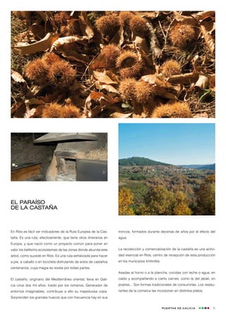 El paraíso
de la castaña



En Riós es fácil ver indicadores de la Ruta Europea de la Cas-     troncos, formados durante decenas de años por el efecto del
taña. Es una ruta, efectivamente, que tiene otros itinerarios en   agua.
Europa, y que nació como un proyecto común para poner en
valor los bellísimo ecosistemas de las zonas donde abunda este     La recolección y comercialización de la castaña es una activi-
árbol, como sucede en Riós. Es una ruta señalizada para hacer      dad esencial en Riós, centro de recepción de esta producción
a pie, a caballo o en bicicleta disfrutando de sotos de castaños   en los municipios limítrofes.
centenarios, cuya magia se revela por todas partes.
                                                                   Asadas al horno o a la plancha, cocidas con leche o agua, en
El castaño, originario del Mediterráneo oriental, lleva en Gali-   caldo y acompañando a cierto carnes, como la del jabalí, en
cia unos dos mil años, traído por los romanos. Generador de        postres... Son formas tradicionales de consumirlas. Los restau-
entornos imaginables, contribuye a ello su majestuosa copa.        rantes de la comarca las incorporan en distintos platos.
Sorprenden los grandes huecos que con frecuencia hay en sus


                                                                                                   Puertas de Galicia           35
 
