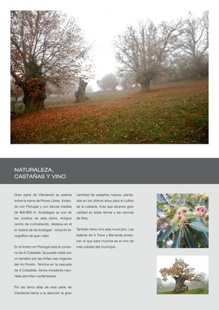 Naturaleza,
     castañas y vinO


     Gran parte de Vilardevós se asienta         cantidad de castaños nuevos, planta-
     sobre la sierra de Penas Libres, lindan-    dos en los últimos años para el cultivo
     do con Portugal y con alturas medias        de la castaña, fruto que alcanza gran
     de 600-800 m. Arzádegos es uno de           calidad en estas tierras y las vecinas
     los núcleos de esta sierra. Antiguo         de Riós.
     centro de contrabando, destaca en él
     la ‘ladera de las bodegas’, conjunto et-    También tiene vino este municipio. Las
     nográfico de gran valor.                    laderas de A Trave y Berrande produ-
                                                 cen el que para muchos es el vino de
     En el límite con Portugal está el contor-   más calidad del municipio.
     no de A Cidadella. Se puede visitar por
     un sendero por las orillas casi vírgenes
     del río Pontón. Termina en la cascada
     de A Cidadella. Varios miradores natu-
     rales permiten contemplarla.


     Por las tierra altas de esta parte de
     Vilardevós llama a la atención la gran
50
 