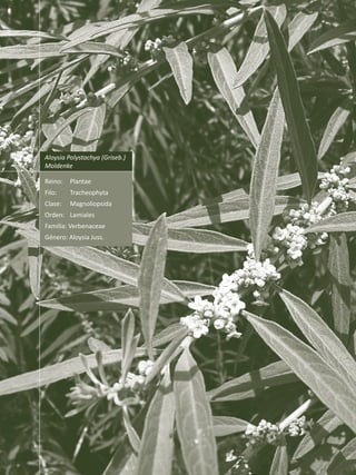 Producción de Plantas Medicinales
16
Reino:	Plantae
Filo:	Tracheophyta
Clase:	Magnoliopsida
Orden:	Lamiales
Familia: Verbenaceae
Género: Aloysia Juss.
Aloysia Polystachya (Griseb.)
Moldenke
 