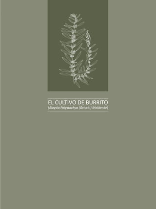 El burrito, la menta y el orégano
17
EL CULTIVO DE BURRITO
(Aloysia Polystachya (Griseb.) Moldenke)
 