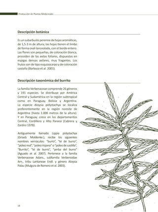 Producción de Plantas Medicinales
18
Descripción botánica
Esunsubarbustoperennedehojasaromáticas,
de 1,5-3 m de altura; las hojas tienen el limbo
de forma oval-lanceolada, con el borde entero.
Las flores son pequeñas, de coloración blanca,
proceden de las axilas foliares, dispuestas en
espigas densas axilares, muy fragantes. Los
frutos son de tipo esquizocarpo y de coloración
castaña (Barboza et al. 2001).
Descripción taxonómica del burrito
La familia Verbenaceae comprende 26 géneros
y 191 especies. Se distribuye por América
Central y Sudamérica en la región subtropical
como en Paraguay, Bolivia y Argentina.
La especie Aloysia polystachya se localiza
preferentemente en la región noreste de
Argentina (hasta 1.000 metros de la altura).
Y en Paraguay, crece en los departamentos
Central, Cordillera y Alto Paraná (Cabrera y
Zardini 1978).
Antiguamente llamado Lippia polystachya
(Griseb. Moldenke.), recibe los siguientes
nombres vernáculos: “burro”, “té de burro”,
“poleoreal”,“poleoriojano”o“poleodecastilla”,
“Burrito”, “té de burro”, “yerba del burro”
(Aguado et al. 2007). Pertenece a la familia
Verbenaceae Adans., subfamilia Verbenoidae
Arn., tribu Lantaneae Endl. y género Aloysia
Palau (Mulgura de Romero et al. 2003).
 