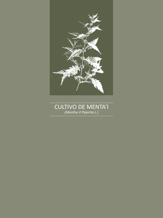 El burrito, la menta y el orégano
25
CULTIVO DE MENTA’I
(Mentha X Piperita L.)
 